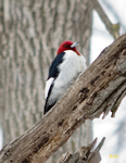 Red headed Woodpecker